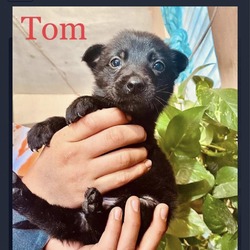 Thumbnail photo of Tom #2