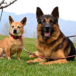 bonded pet photo