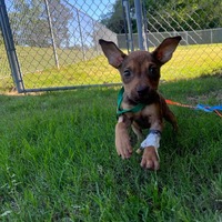 adopt a pet