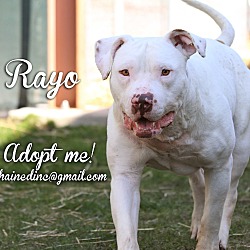 Photo of Rayo