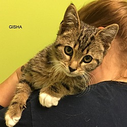 Thumbnail photo of GISHA #1