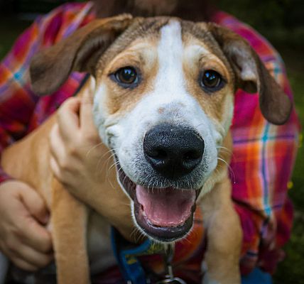 Southbury, Ct - Beagle Catahoula Leopard Dog. Meet Petey ~ Meet Me! 🐾🧡 