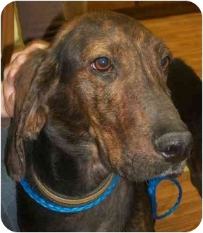 bloodhound plott hound mix