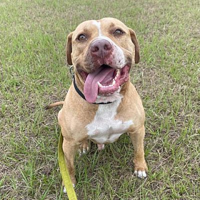 Fort Lauderdale, FL - American Staffordshire Terrier. Meet Otis a Pet ...