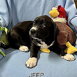 Thumbnail photo of JEEP  by #1