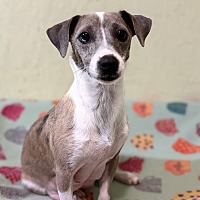 adopt a pet