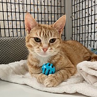 adopt a pet
