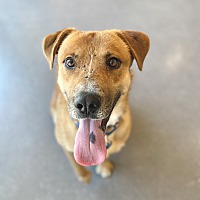 adopt a pet