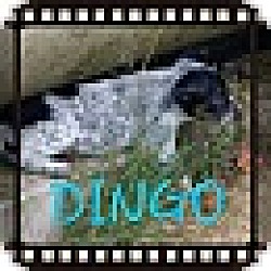 Thumbnail photo of Dingo (DC) #3