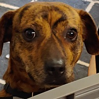 Dachshund Puppies For Sale In Knoxville Tennessee Adoptapet Com