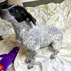 Thumbnail photo of Marge~adopted! #2
