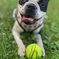 adopt a pet