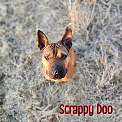Thumbnail photo of Scrappy Doo #3