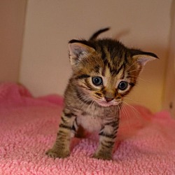 Photo of Sweet-kitten4