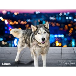 Photo of LINUS