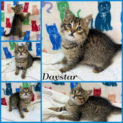 Photo of Daystar