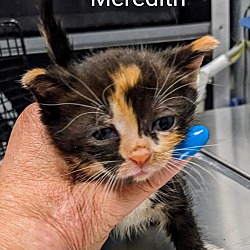 Thumbnail photo of Meredith #3