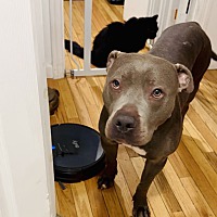 adopt a pet