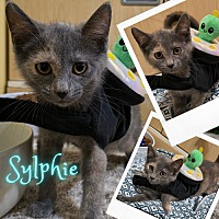 adopt a pet