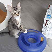 adopt a pet