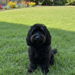 Jacksonville, NC - Cockapoo. Meet Oreo a Pet for Adoption - AdoptaPet.com