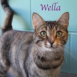 Thumbnail photo of Wella #1