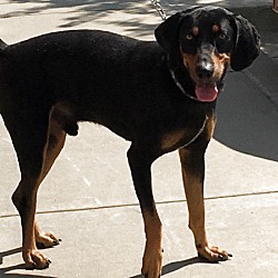 Thumbnail photo of Hound Doggie #4
