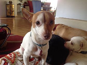 charlie's little dog house