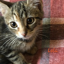 Thumbnail photo of Lola #1