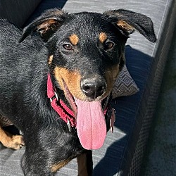 Photo of Remi - Adopt Me!