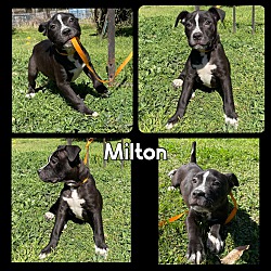 Photo of Milton