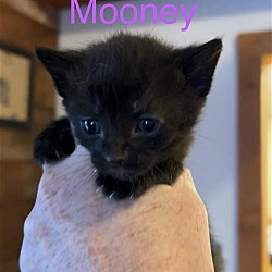 Thumbnail photo of Mooney #3