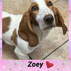 Thumbnail photo of ZOEY – 7 MONTH FEMALE BASSETT #1