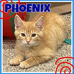 Photo of Phoenix