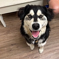 adopt a pet