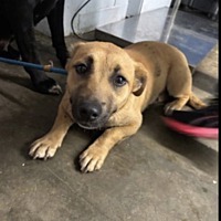 adopt a pet