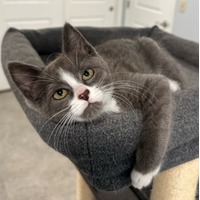 adopt a pet