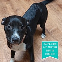 adopt a pet