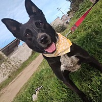adopt a pet