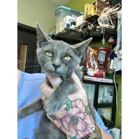 adopt a pet