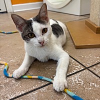 adopt a pet