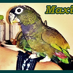 Thumbnail photo of Maxi #1