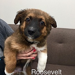 Thumbnail photo of Roosevelt #1