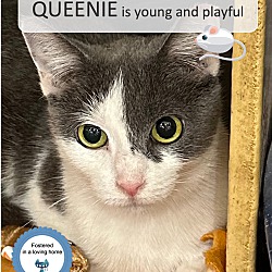 Thumbnail photo of Queenie #1
