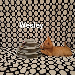 Thumbnail photo of Wesley #3