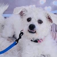 adopt-pet