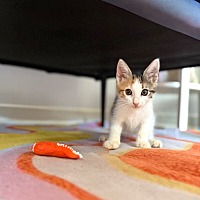 adopt a pet