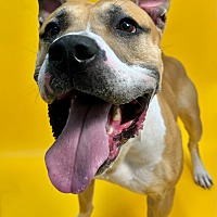 adopt a pet