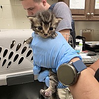 adopt a pet