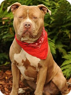 Hermosa Ca American Bulldog Meet Bully Bert A Pet For Adoption